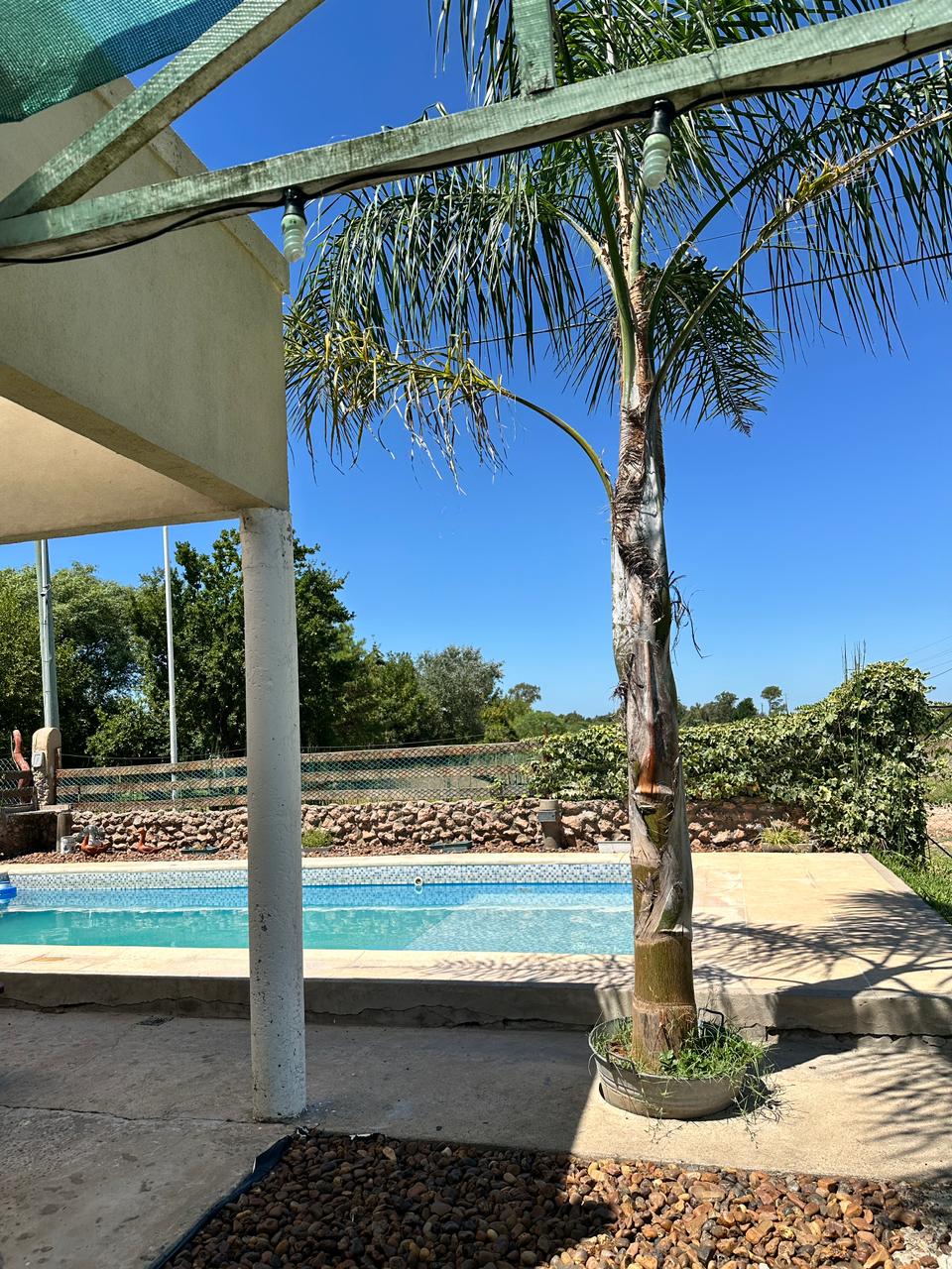 Piscina con palmera